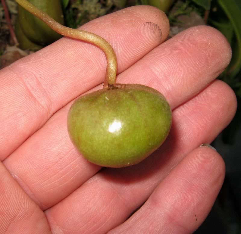 Deformed Vent Pitcher 12-1-10 (2)