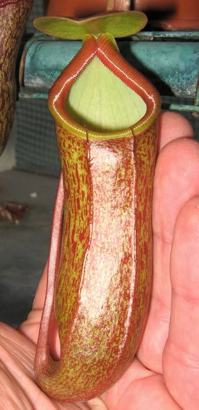 Ventricosa X Pectinata 11-20-10 {2}