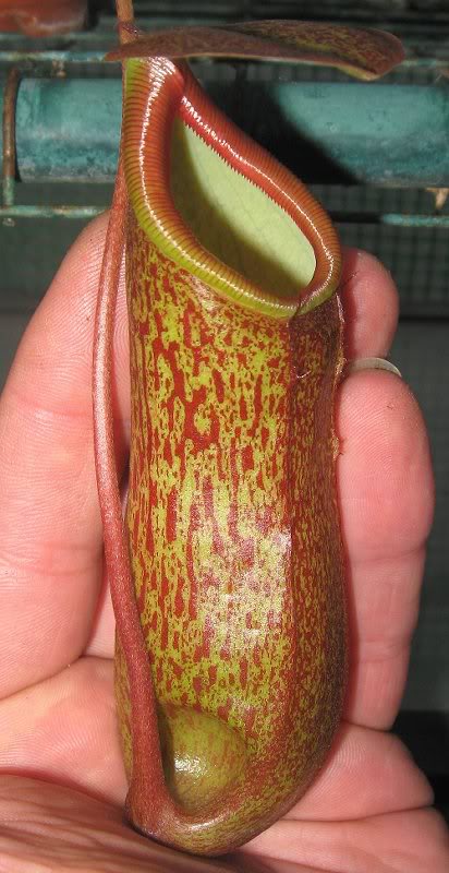 Ventricosa X Pectinata 11-20-10 {3}