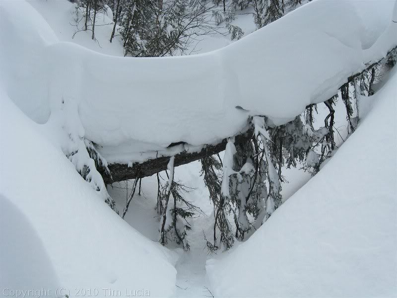 There is 5 feet of snow on this tree