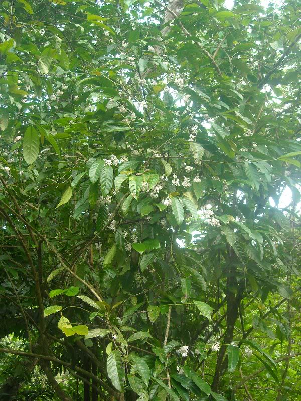 Arbol de Caf��, completamente en flor