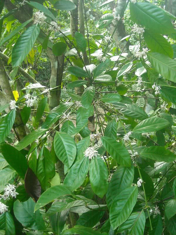 Precioso ��rbol de cafe, con flores que perfumaban el a...