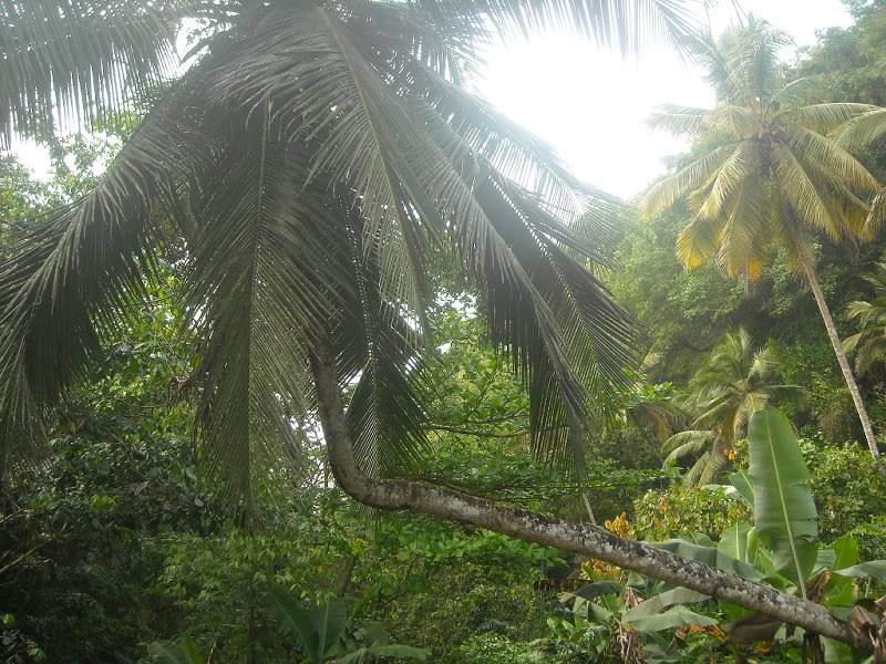 Realmente quise subirme a esta palmera, pero record�� q...