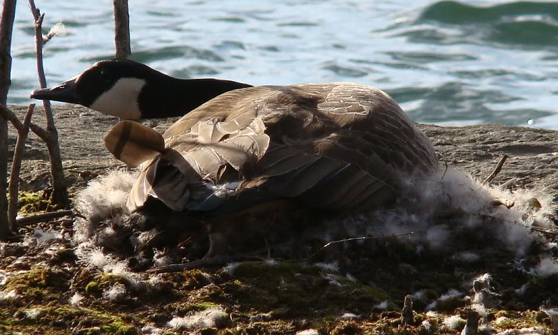 A mother's dedication