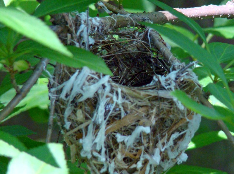 Nest
