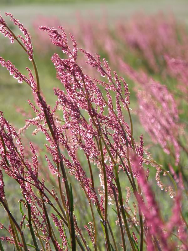 Polygonaceae rumex, Sorrel Blossoms
