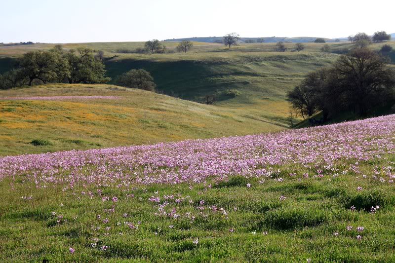 Field of wildflowers