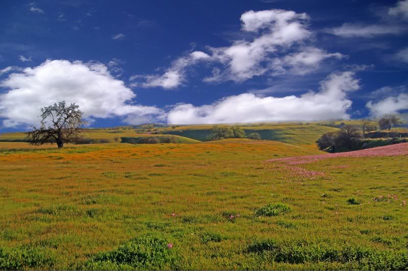 Tree in a Field