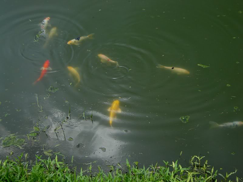 Koi Ponds Abound in the Technopark