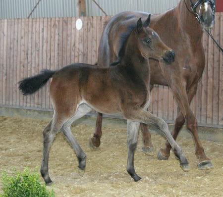 Asti`s Amsterdam - Lancier (Kat. 13)