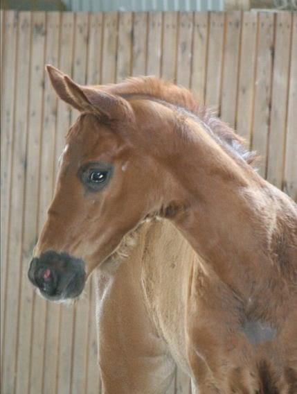 Barclay - Der Lord (Kat. 1) (4)