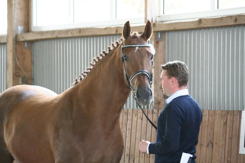 Barclay - Der Lord (Kat. 1) (8)