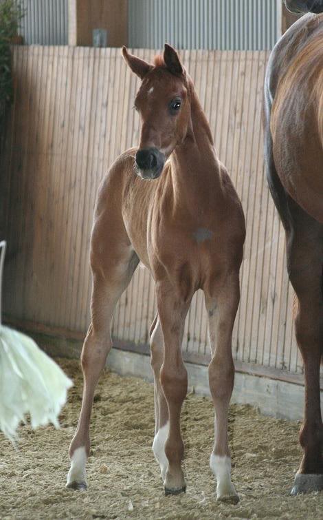 Barclay - Der Lord (Kat. 1) (9)