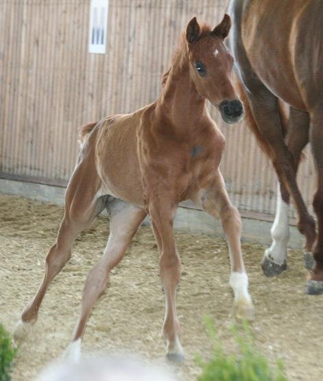 Barclay - Der Lord (Kat. 1)