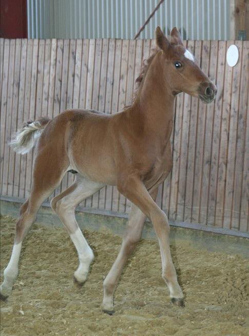 Belissimo - Davignon (Kat. 27) (2)