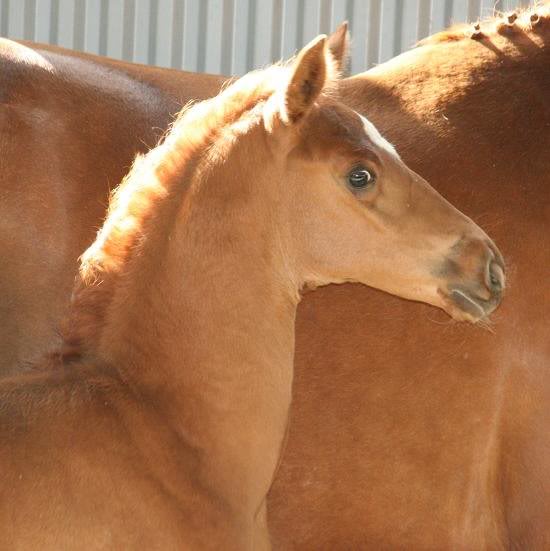 Belissimo - Davignon (Kat. 27) (3)