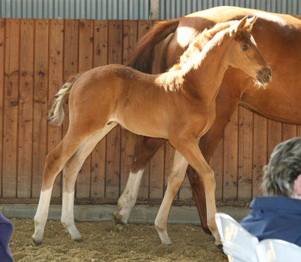 Belissimo - Davignon (Kat. 27)