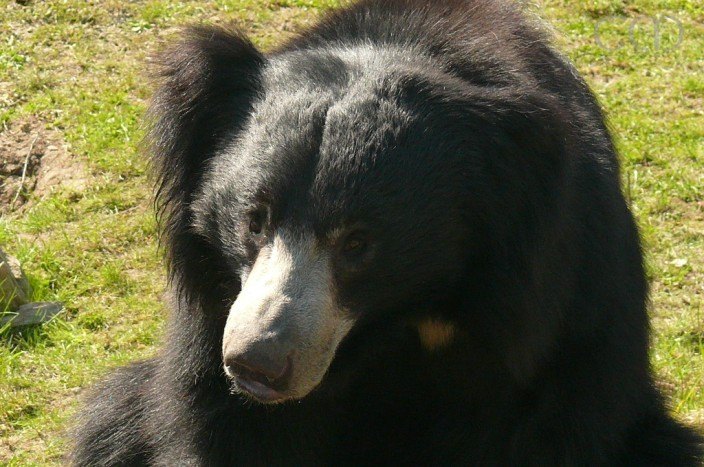 He came from Zoo Leipzig...