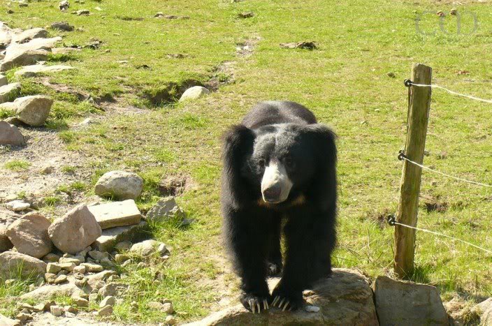 Sloth bear Franz is looking at you!