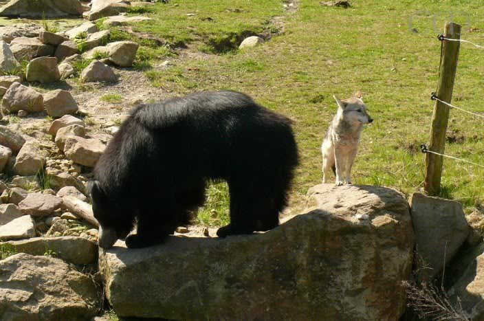 ...with a Golden Jackal!