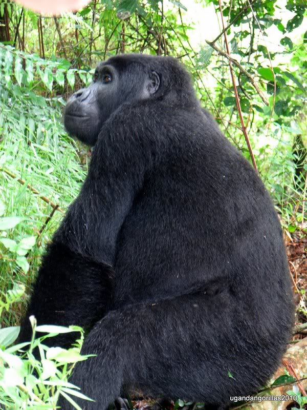 I am a young black back male