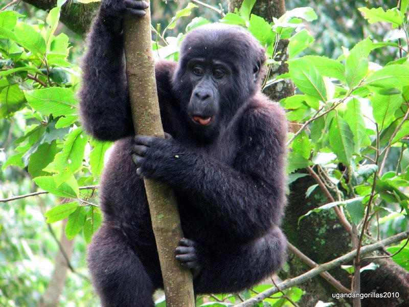 Where did my brother go?