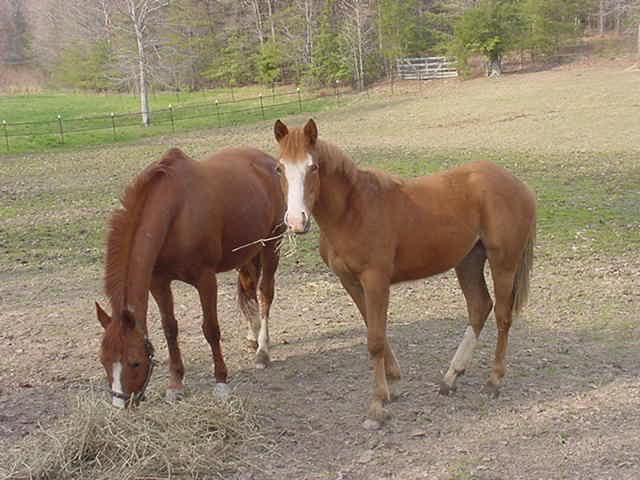 Rosie and Peanut in the small paddock