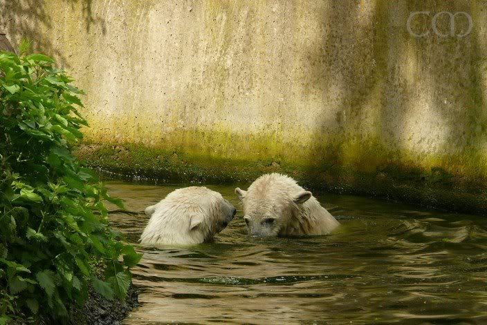 He is in the water with jolly Gianna!