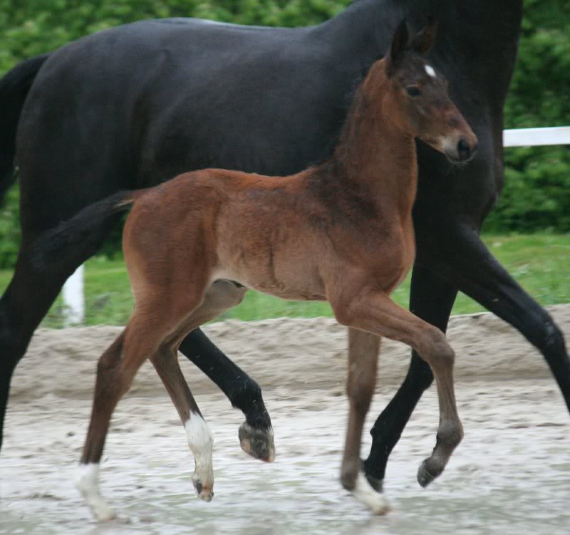 Barclay - Stedinger (Kat. 14) (2)