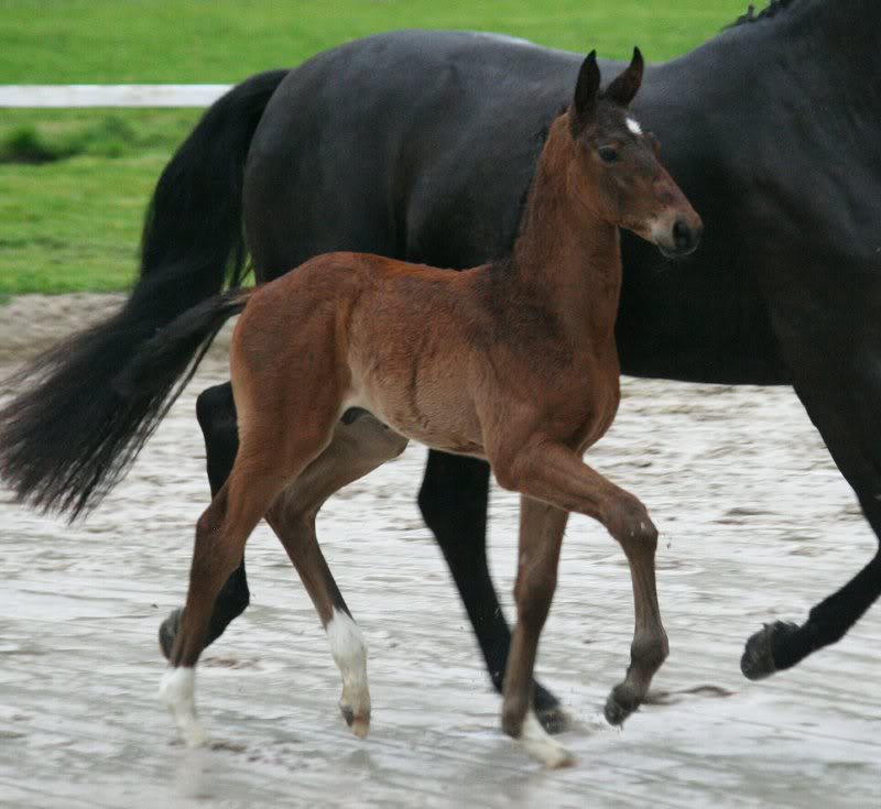 Barclay - Stedinger (Kat. 14) (3)