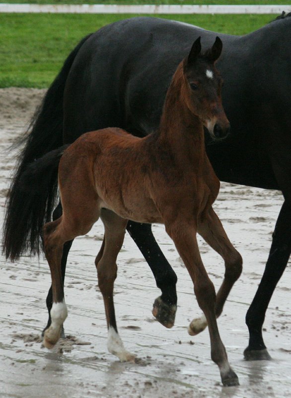 Barclay - Stedinger (Kat. 14) (4)