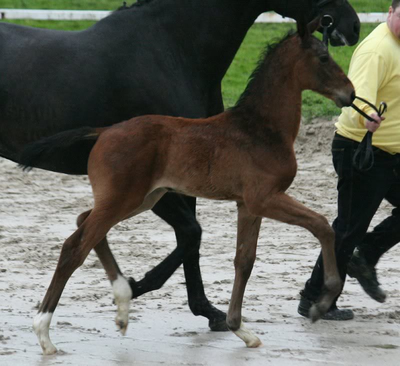 Barclay - Stedinger (Kat. 14)