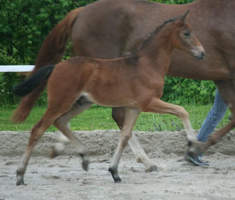 Damsey - Rubin Royal (Kat. 10) (3)