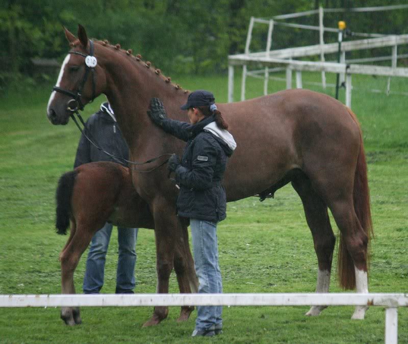 Damsey - Rubin Royal (Kat. 10) (5)