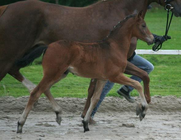 Damsey - Rubin Royal (Kat. 10) (6)