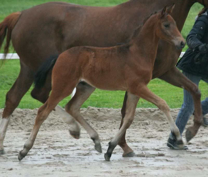 Damsey - Rubin Royal (Kat. 10)