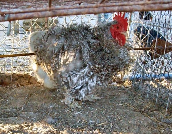 Barred Frizzle Cochin Bantam Rooster SOLD