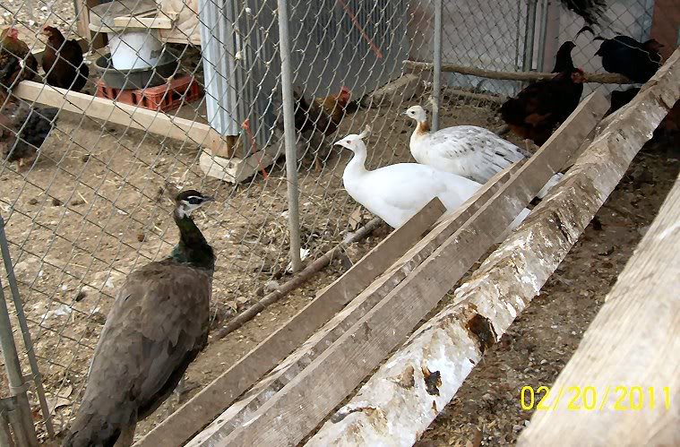 Queenie, Snowball and Angelic my 3 peahens.