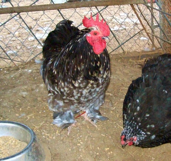 Remington-Blue Calico Cochin Rooster SOLD