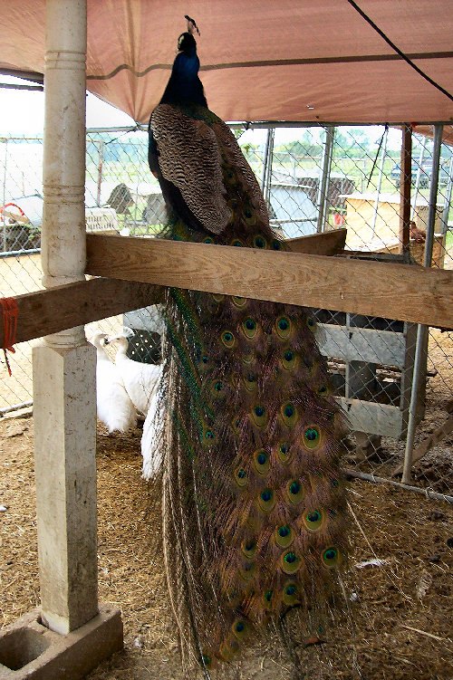 Roemo 5 years old 5.11.10 He is just beautiful!