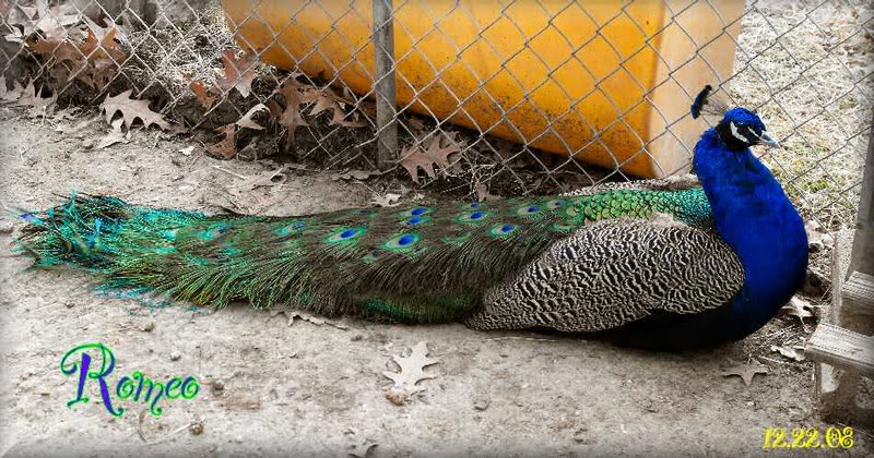 Romeo getting his new train, he will be 4 years old thi...