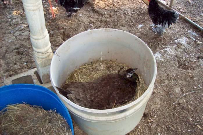 SOLD- Queenie laying an egg 7.1.11 -