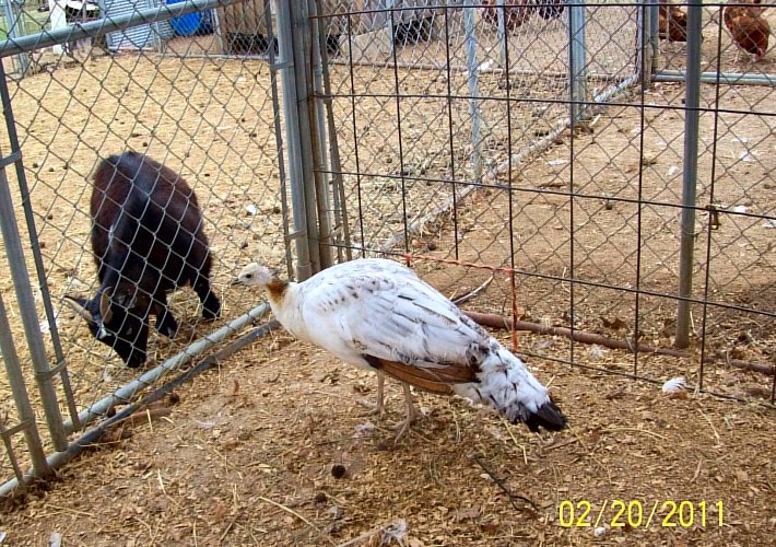 peahen Angelic, she is so pretty 2.20.11