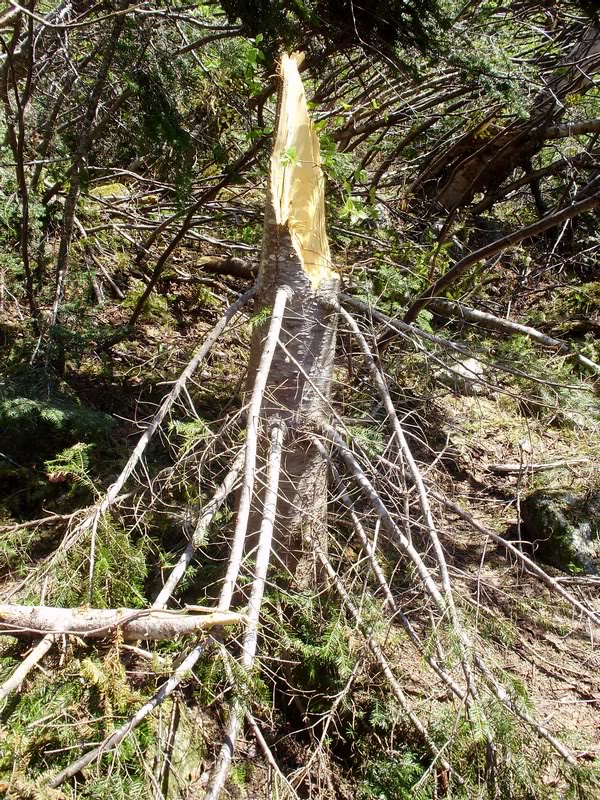 10" diameter snapped right in half