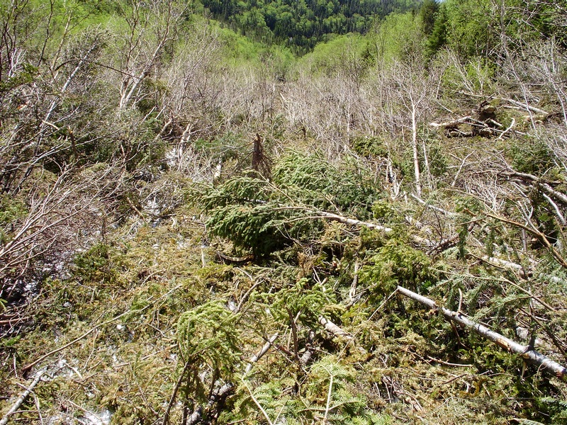 Looking down the swath left by the avy