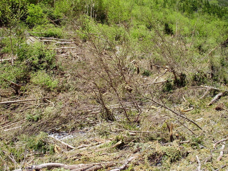 Mangled trees from a winter avalanche in the ravine