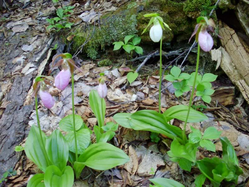 Lady Slippers