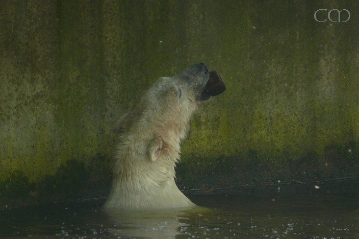 And he has a little toy!