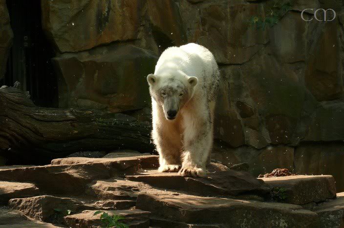 Knuti does splish-splashs, but Gianna prefers to stay o...