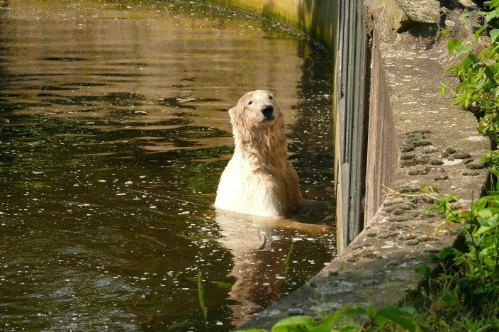 Knuti enjoys the water!
